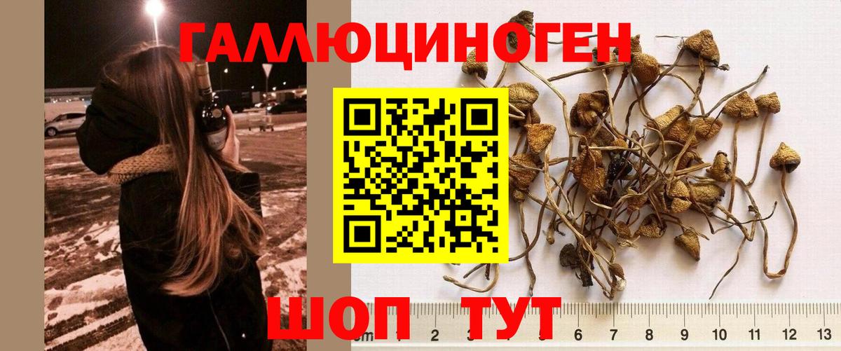 Псилоцибиновые грибы Magic Shrooms  Вход с VPN  Галлюциногенные грибы Cubensis  Будённовск 